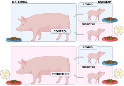 Using probiotics to improve nutrient digestibility and gut-health of weaned pigs: a comparison of maternal and nursery supplementation strategies